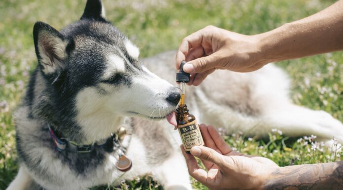 Warum empfehlen Sie die Verwendung von CBD Öl Hund bei Feuerwerkspartys?