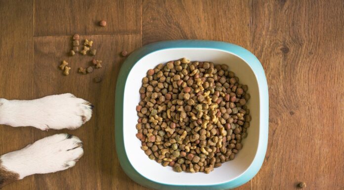 Wie holt man laut medpets.at das Beste aus Hundefutter heraus?